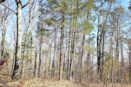 near-guntersville-lake